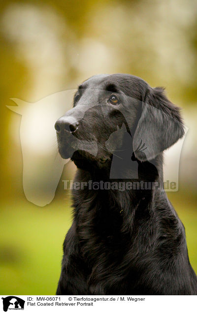 Flat Coated Retriever Portrait / Flat Coated Retriever Portrait / MW-06071