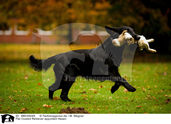 Flat Coated Retriever apportiert Hasen / MW-06084