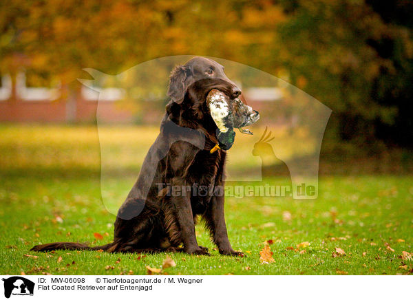 Flat Coated Retriever auf Entenjagd / Flat Coated Retriever on duck hunting / MW-06098