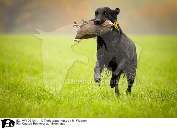 Flat Coated Retriever auf Entenjagd / Flat Coated Retriever on duck hunting / MW-06101