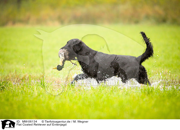 Flat Coated Retriever auf Entenjagd / Flat Coated Retriever on duck hunting / MW-06134