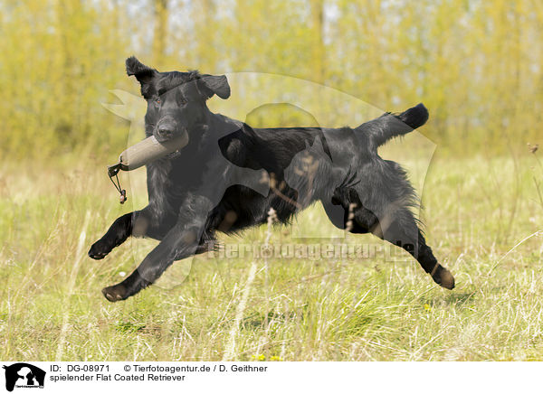 spielender Flat Coated Retriever / playing Flat Coated Retriever / DG-08971