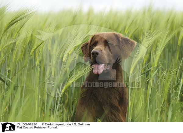 Flat Coated Retriever Portrait / Flat Coated Retriever Portrait / DG-08996