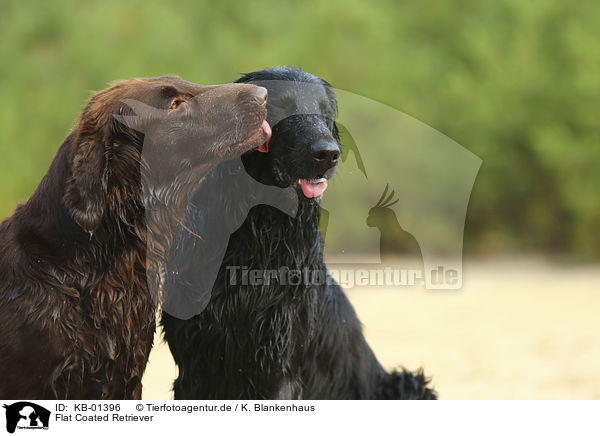 Flat Coated Retriever / Flat Coated Retriever / KB-01396