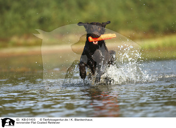 rennender Flat Coated Retriever / running Flat Coated Retriever / KB-01403