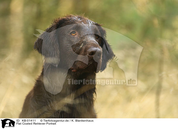 Flat Coated Retriever Portrait / Flat Coated Retriever portrait / KB-01411