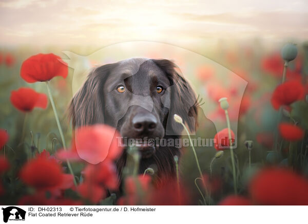 Flat Coated Retriever Rde / male Flat Coated Retriever / DH-02313