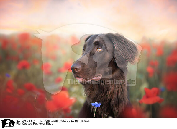 Flat Coated Retriever Rde / male Flat Coated Retriever / DH-02314