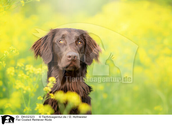 Flat Coated Retriever Rde / male Flat Coated Retriever / DH-02323