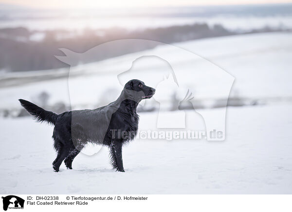 Flat Coated Retriever Rde / male Flat Coated Retriever / DH-02338