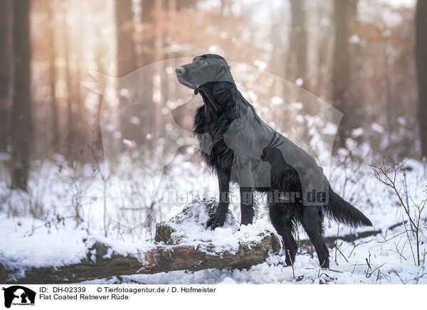 Flat Coated Retriever Rde / male Flat Coated Retriever / DH-02339