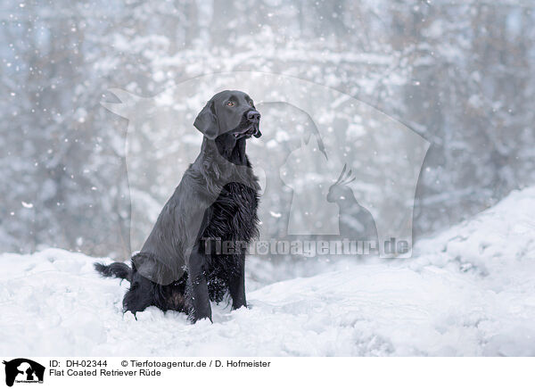 Flat Coated Retriever Rde / male Flat Coated Retriever / DH-02344