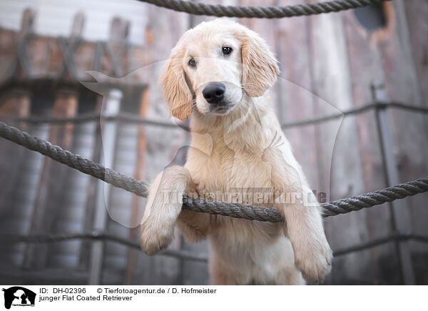 junger Flat Coated Retriever / young Flat Coated Retriever / DH-02396