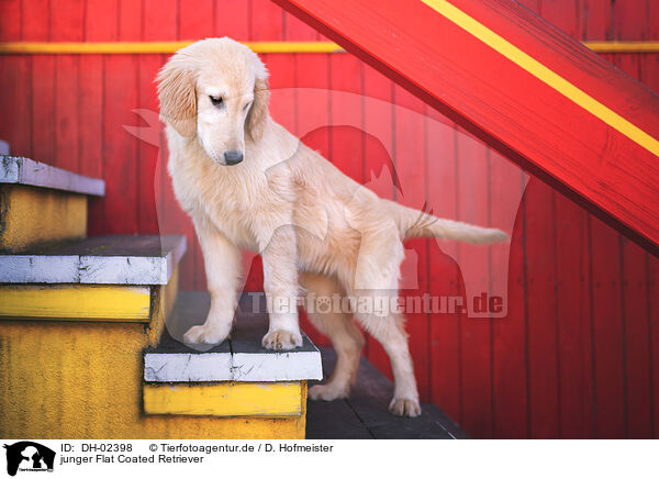 junger Flat Coated Retriever / young Flat Coated Retriever / DH-02398