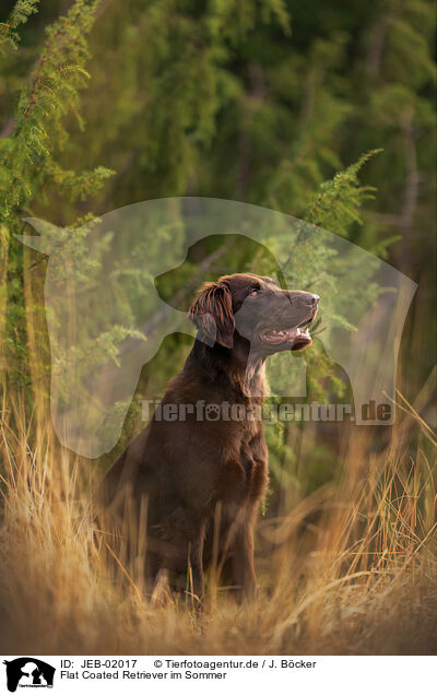 Flat Coated Retriever im Sommer / Flat Coated Retriever in summer / JEB-02017