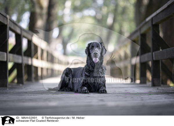 schwarzer Flat Coated Retriever / black Flat Coated Retriever / MAH-02891