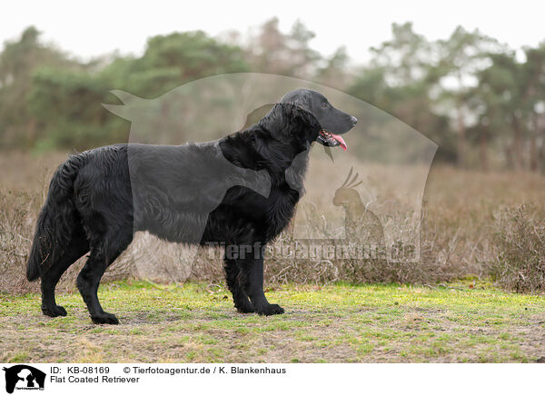 Flat Coated Retriever / Flat Coated Retriever / KB-08169