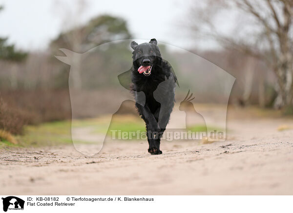 Flat Coated Retriever / Flat Coated Retriever / KB-08182