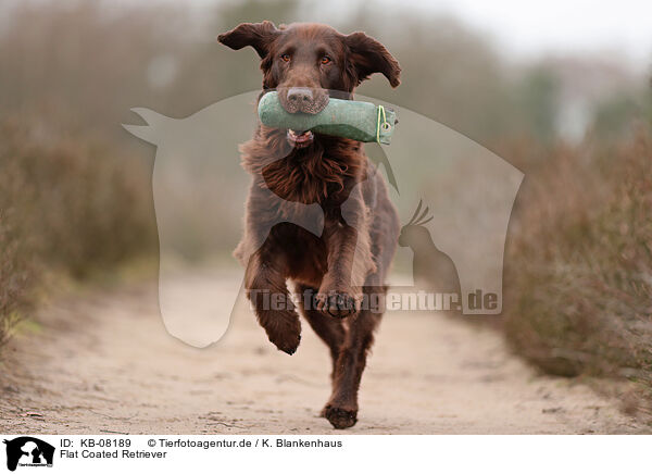 Flat Coated Retriever / Flat Coated Retriever / KB-08189