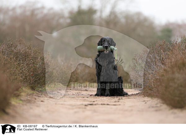 Flat Coated Retriever / Flat Coated Retriever / KB-08197