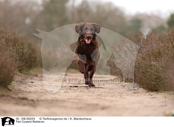 Flat Coated Retriever / Flat Coated Retriever / KB-08204