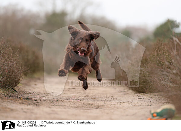 Flat Coated Retriever / Flat Coated Retriever / KB-08208