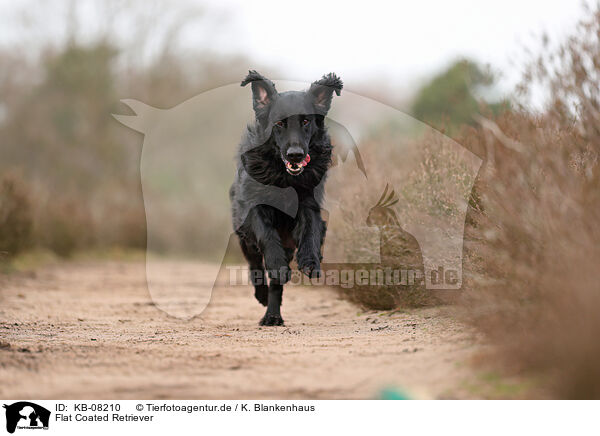 Flat Coated Retriever / Flat Coated Retriever / KB-08210