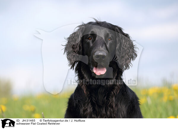 schwarzer Flat Coated Retriever / black Flat Coated Retriever / JH-31465