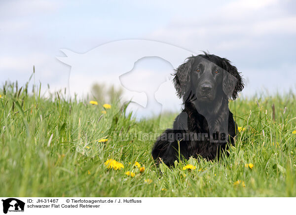 schwarzer Flat Coated Retriever / black Flat Coated Retriever / JH-31467