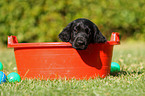 Flat Coated Retriever Welpe