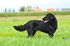 Flat Coated Retriever