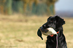 Flat Coated Retriever Portrait