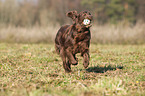 spielender Flat Coated Retriever