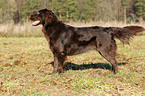 Flat Coated Retriever