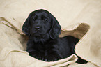 Flat Coated Retriever Welpe