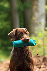 apportierender Flat Coated Retriever