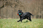 apportierender Flat Coated Retriever