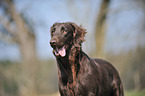 Flat Coated Retriever Portrait