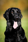 Flat Coated Retriever Portrait