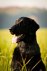 Flat Coated Retriever Portrait