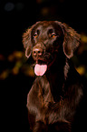 Flat Coated Retriever Portrait