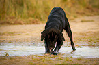 Flat Coated Retriever