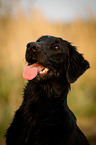 Flat Coated Retriever Portrait