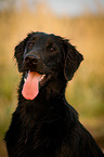 Flat Coated Retriever Portrait