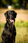 Flat Coated Retriever Portrait