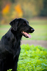 Flat Coated Retriever Portrait