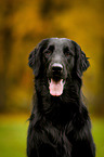 Flat Coated Retriever Portrait