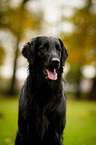 Flat Coated Retriever Portrait