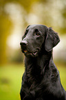 Flat Coated Retriever Portrait