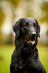 Flat Coated Retriever Portrait